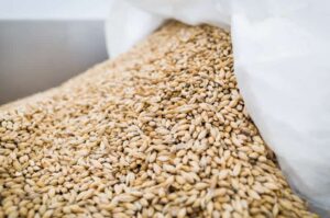 Ingredienti della birra: quali sono i principali e come cambiano per le diverse produzioni.